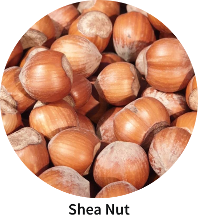 Sea Nuts